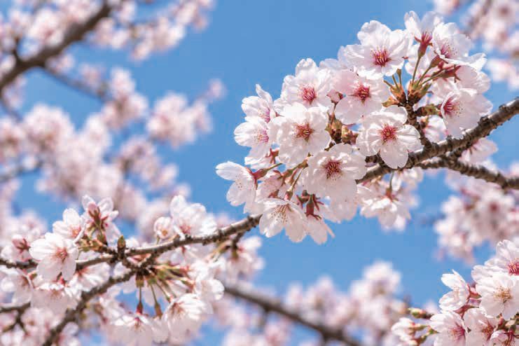 青空に映える満開の桜